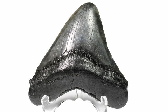 Fossil Megalodon Tooth - Georgia #151506